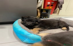 German Shepherd dogs for sale: KC Reg. Amazing Beautiful Girls Awaiting A Home ❤️ - Image 34