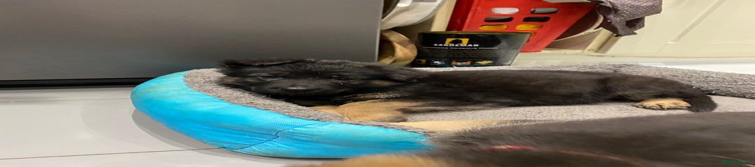 German Shepherd Puppy 1