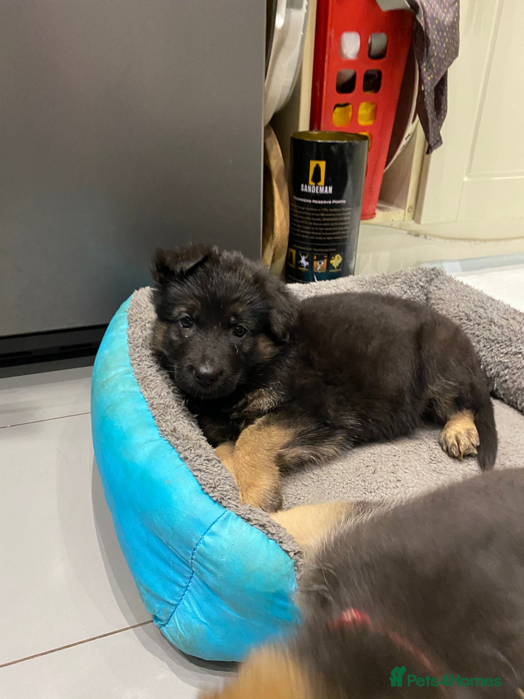 German Shepherd dogs for sale: KC Reg. Amazing Beautiful Girls Awaiting A Home ❤️ - Image 34