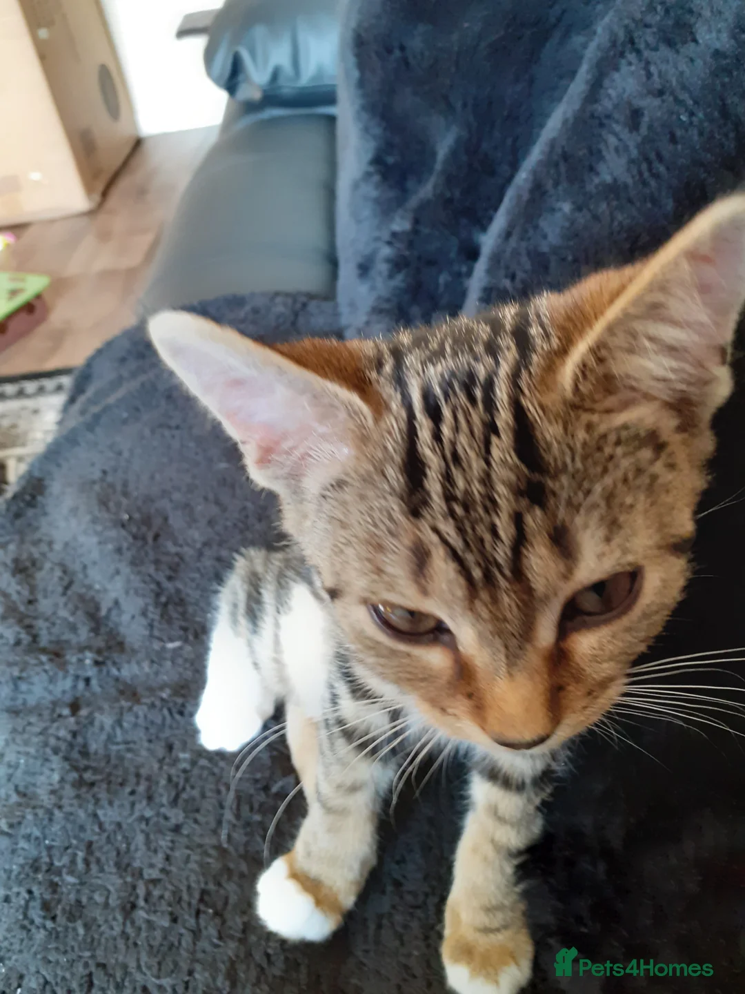 Mixed Breed cats for sale: Kitten - Advert 2