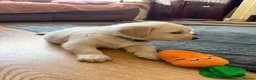 Golden Retriever dogs for sale: Golden Retriever Puppies — Ready from 3rd August - Advert 6