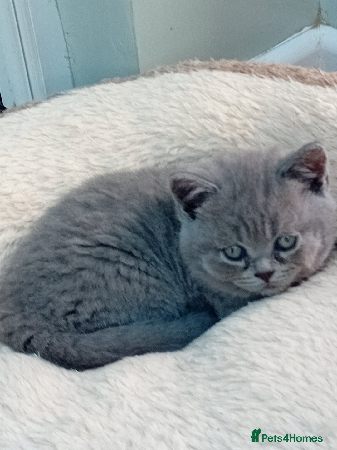 British Shorthair cats for sale: Beautiful British short-hair kittens  - Image 14