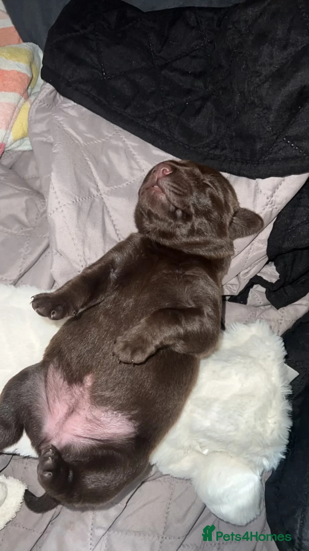 Labrador Retriever dogs for stud: KC Registered Yellow Labrador, Proven Stud  in Coalville - Advert 17