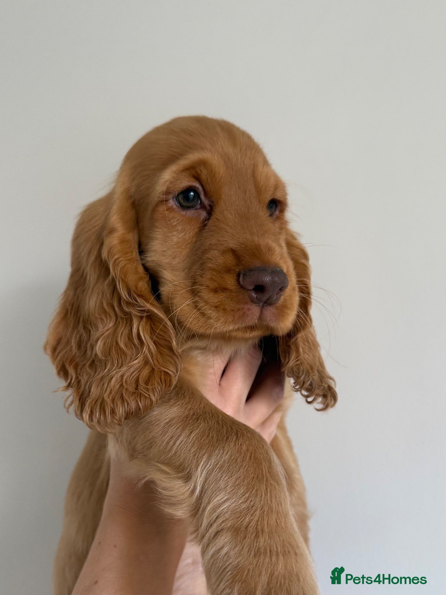 Cocker Spaniel dogs Outstanding cocker spaniel puppies - Advert 9