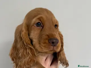 Cocker Spaniel dogs Outstanding cocker spaniel puppies - Advert 3