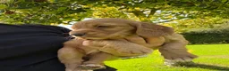 Cocker Spaniel dogs for sale: Beautiful Cocker Spaniel Pups Looking for Homes in Barnstaple - Advert 14
