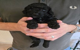 Cockapoo dogs for sale: Adorable Cockapoo puppies for sale - Image 2