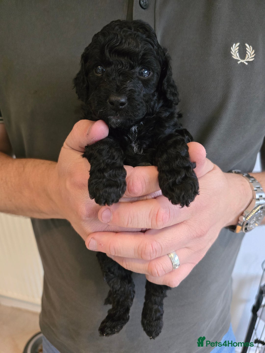 Cockapoo dogs for sale: Adorable Cockapoo puppies for sale - Image 2
