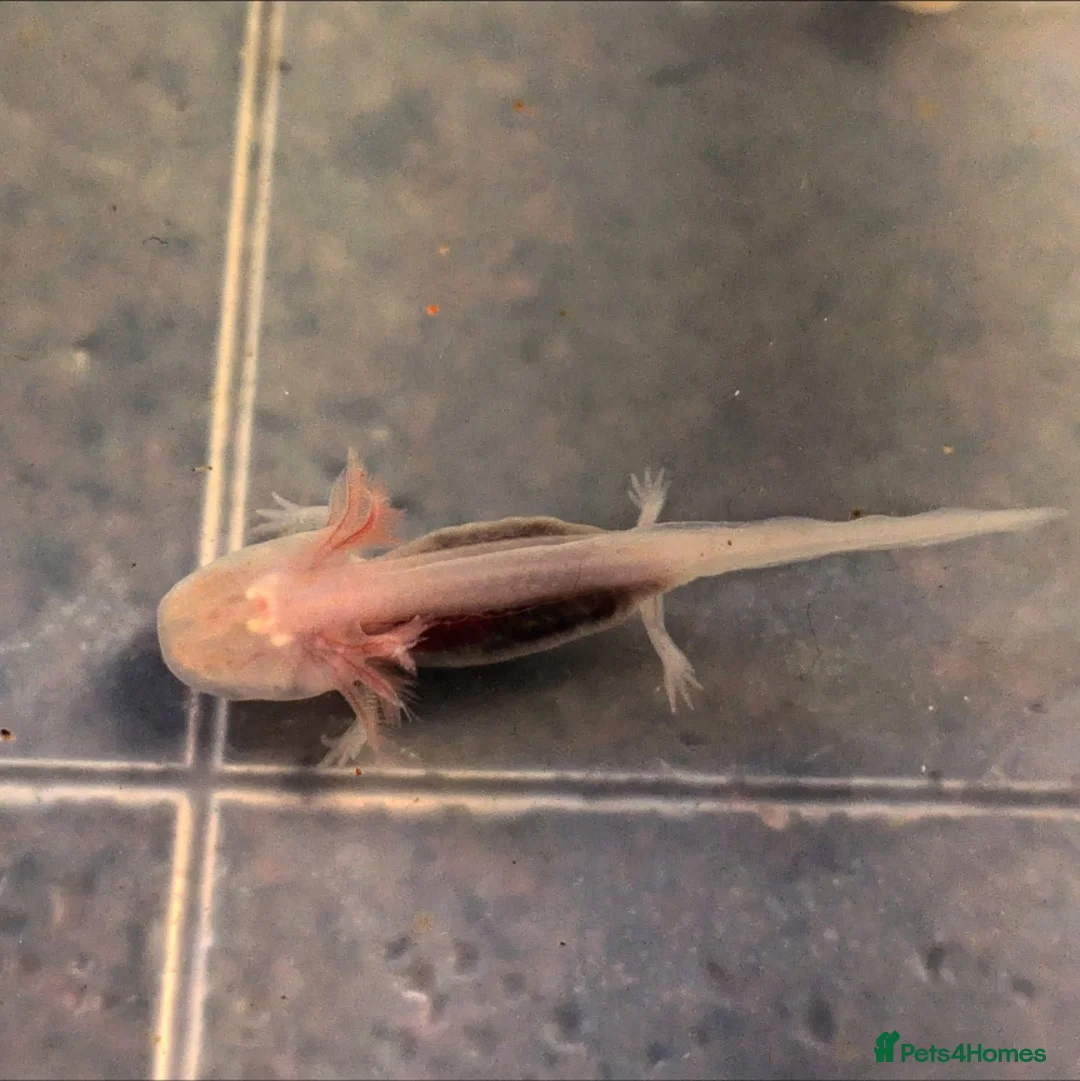 Axolotl reptiles for sale: Axolotl Babies  in Maidenhead - Advert 1