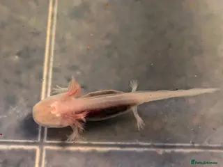 Axolotl reptiles Axolotl Babies in Maidenhead - Advert 1