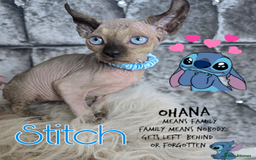 Sphynx cats for sale: 💙LITTLE BOY🩵Sphynx Kitten🩵TESTED 🐈  - Image 2
