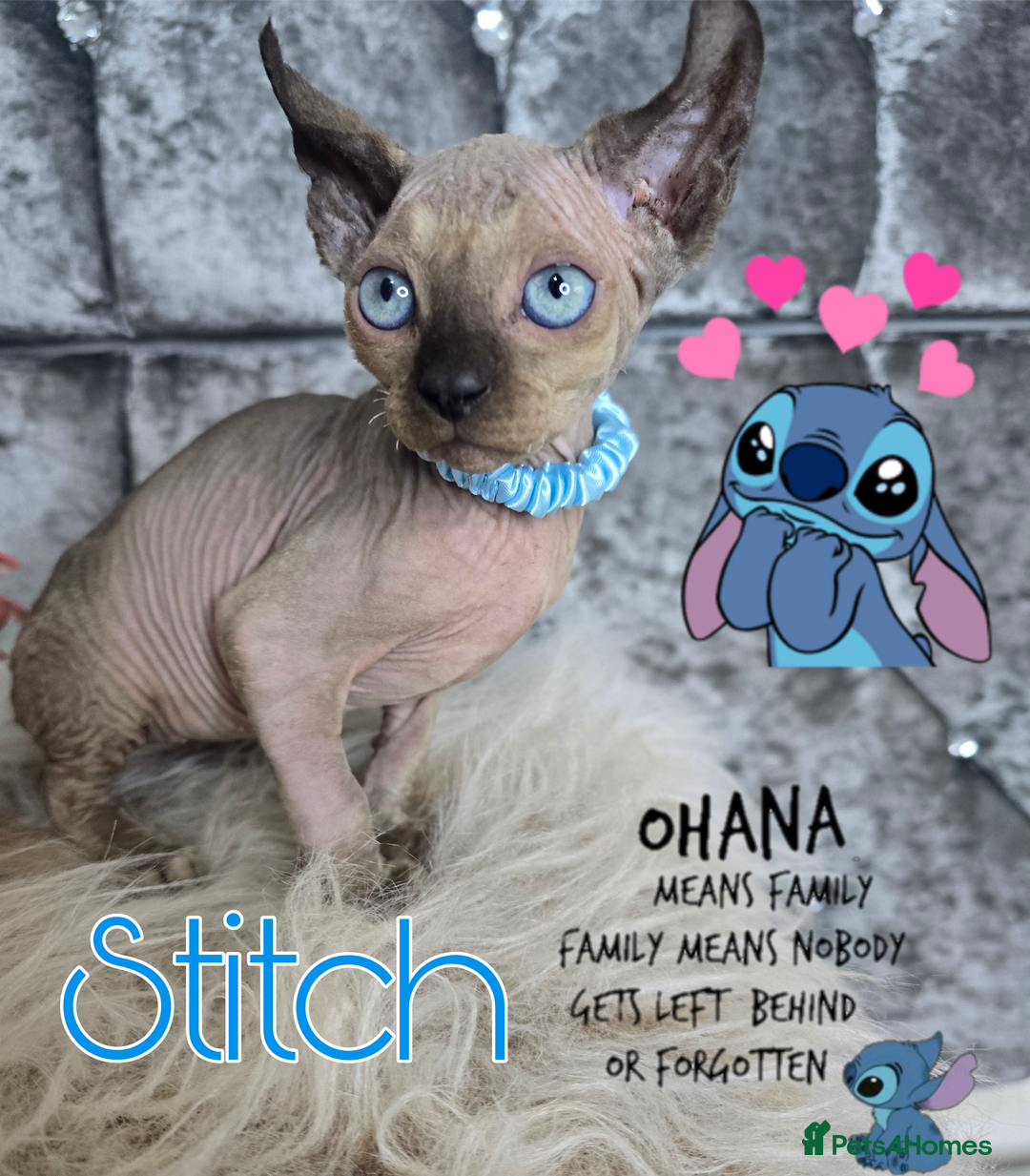 Sphynx cats for sale: 💙LITTLE BOY🩵Sphynx Kitten🩵TESTED 🐈  - Image 2