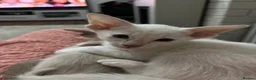 Siamese cats for sale: GCCF registered Siamese kittens in Great Yarmouth - Advert 9
