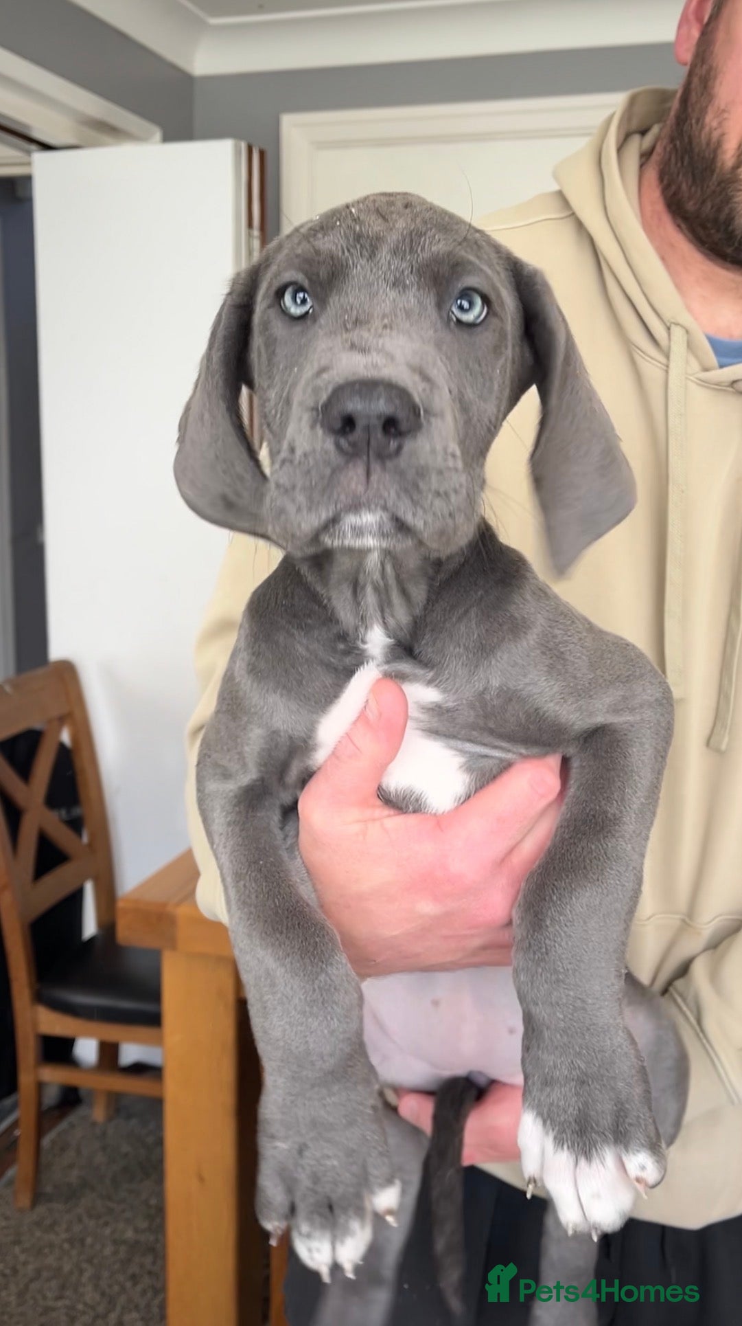 Great Dane dogs Offers on black Kc reg health tested Dane pups - Advert 2