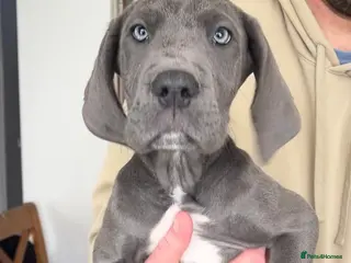 Great Dane dogs Offers on black Kc reg health tested Dane pups - Advert 2