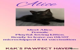Domestic Shorthair cats for sale: Kittens and cats for adoption.  - Image 14