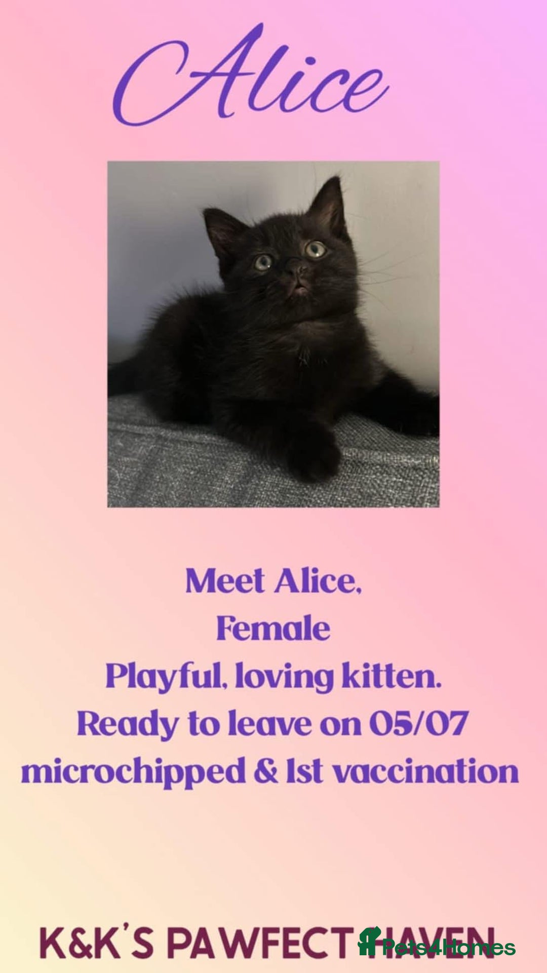 Domestic Shorthair cats for sale: Kittens and cats for adoption.  - Image 14