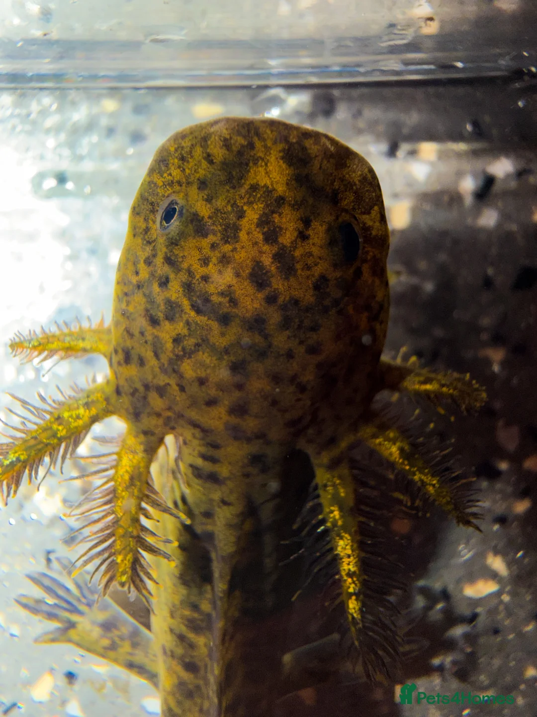 Axolotl reptiles for sale: 4 month old axolotls in Carnoustie - Advert 2