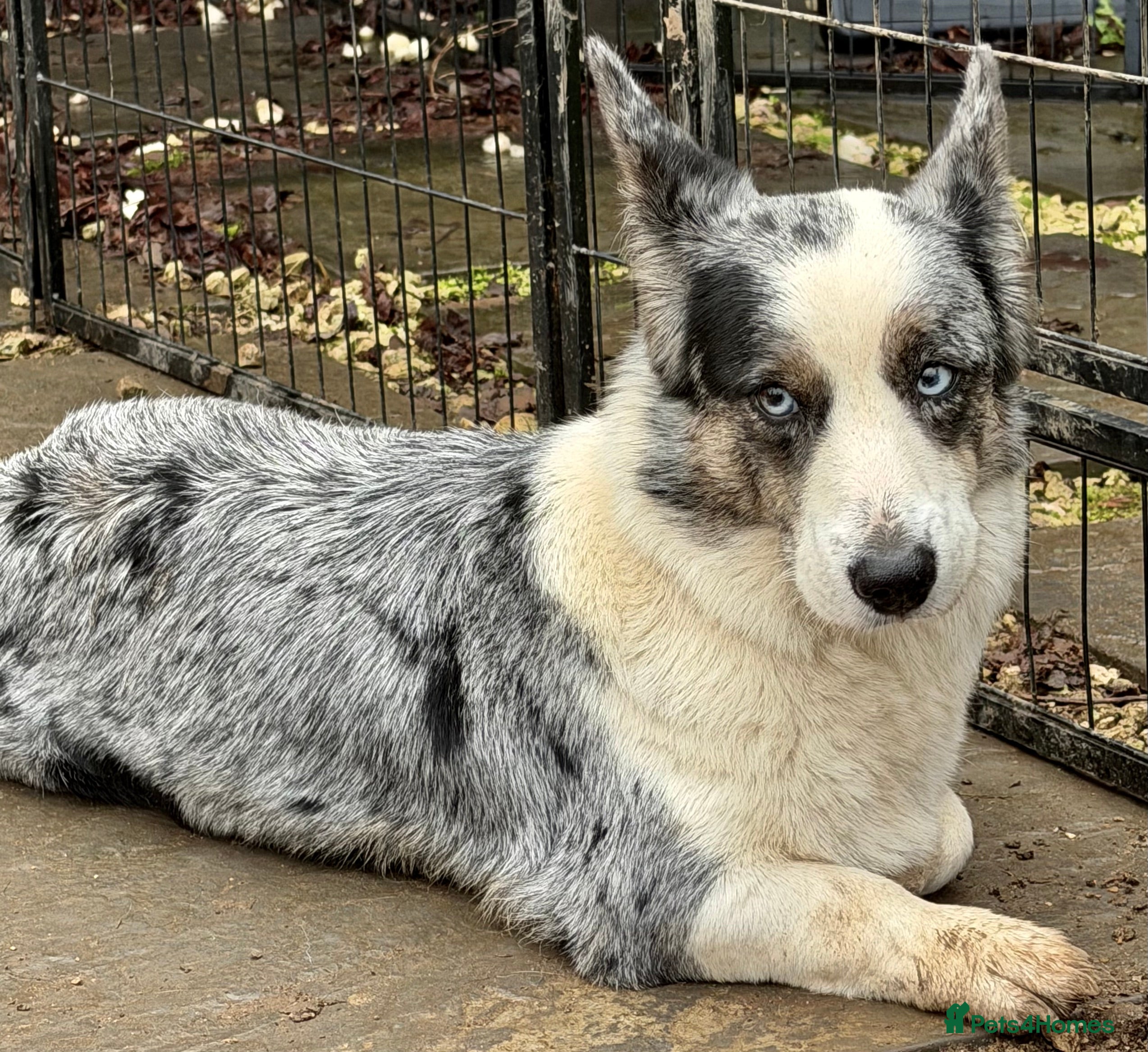 Welsh Corgi Pembroke dogs MICHAEL – Welsh Corgi Pembroke (Male) - Advert 5