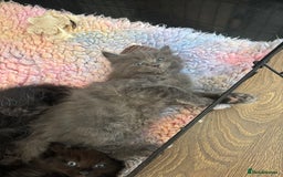 Maine Coon cats for sale: Stunning Maine Coon X  - Image 3