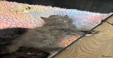 Maine Coon cats - Advert 3