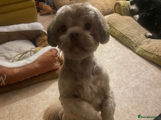 Shih Tzu dogs Stud - Advert 11