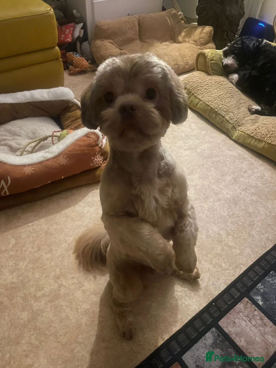 Shih Tzu dogs for stud: Stud  - Advert 1