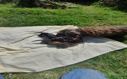 Miniature Dachshund dogs for sale: Miniature Wire Haired Dachshund puppies. in Stroud - Image 2