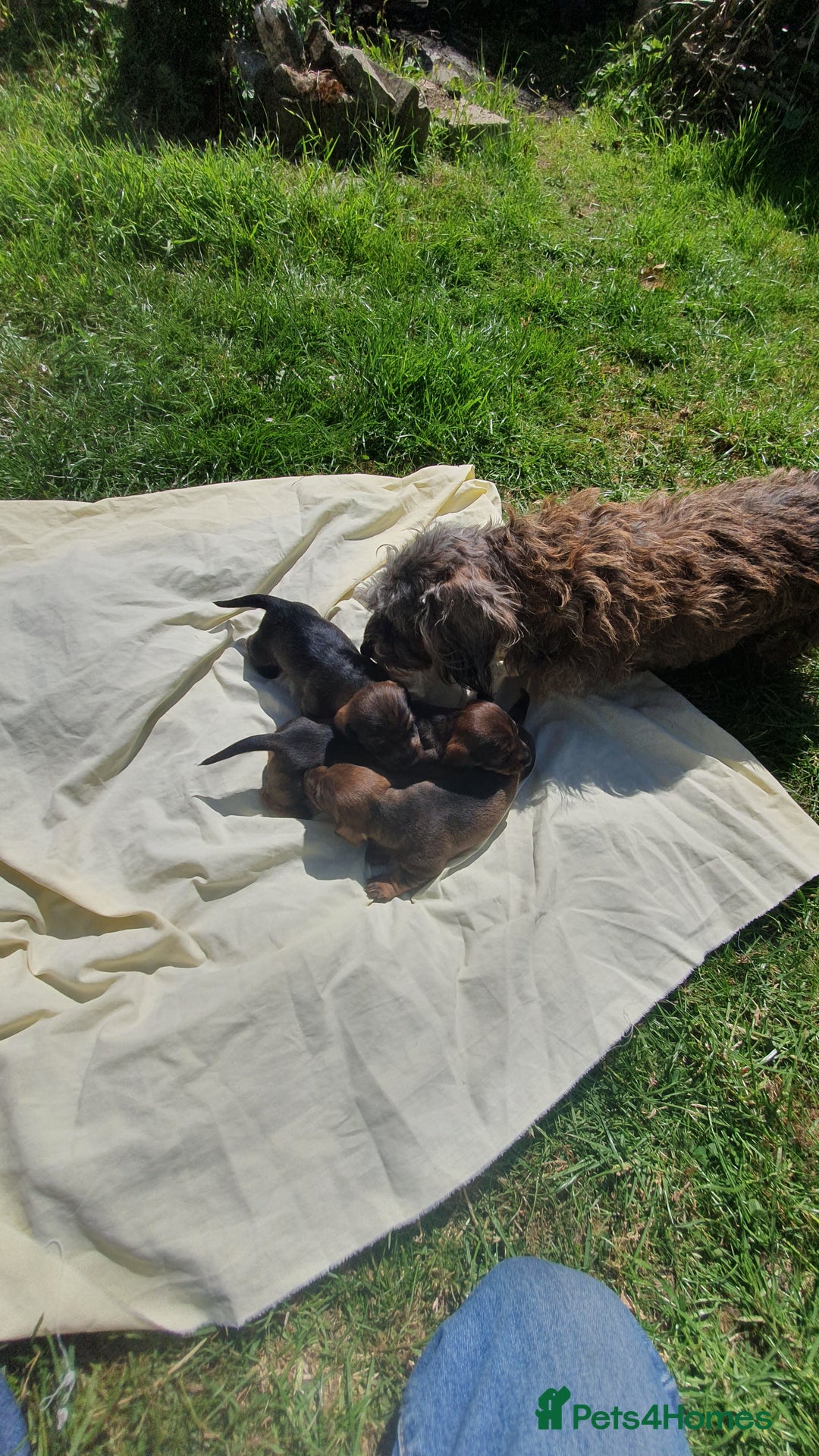 Miniature Dachshund dogs for sale: Miniature Wire Haired Dachshund puppies. in Stroud - Image 2