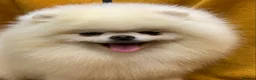 Pomeranian dogs for stud: Optic White/cream  true to type boy for stud only in Lanark - Advert 9