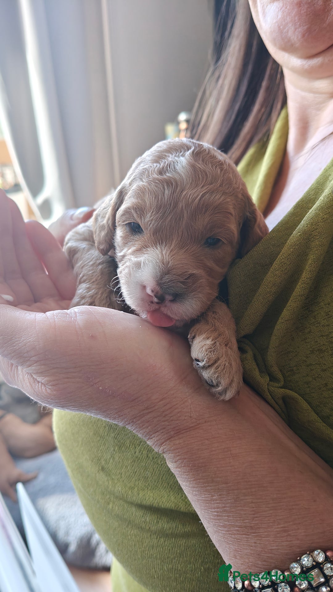 Mixed Breed dogs for sale: ✨Health Tested Australian Labradoodles ✨ - Image 19