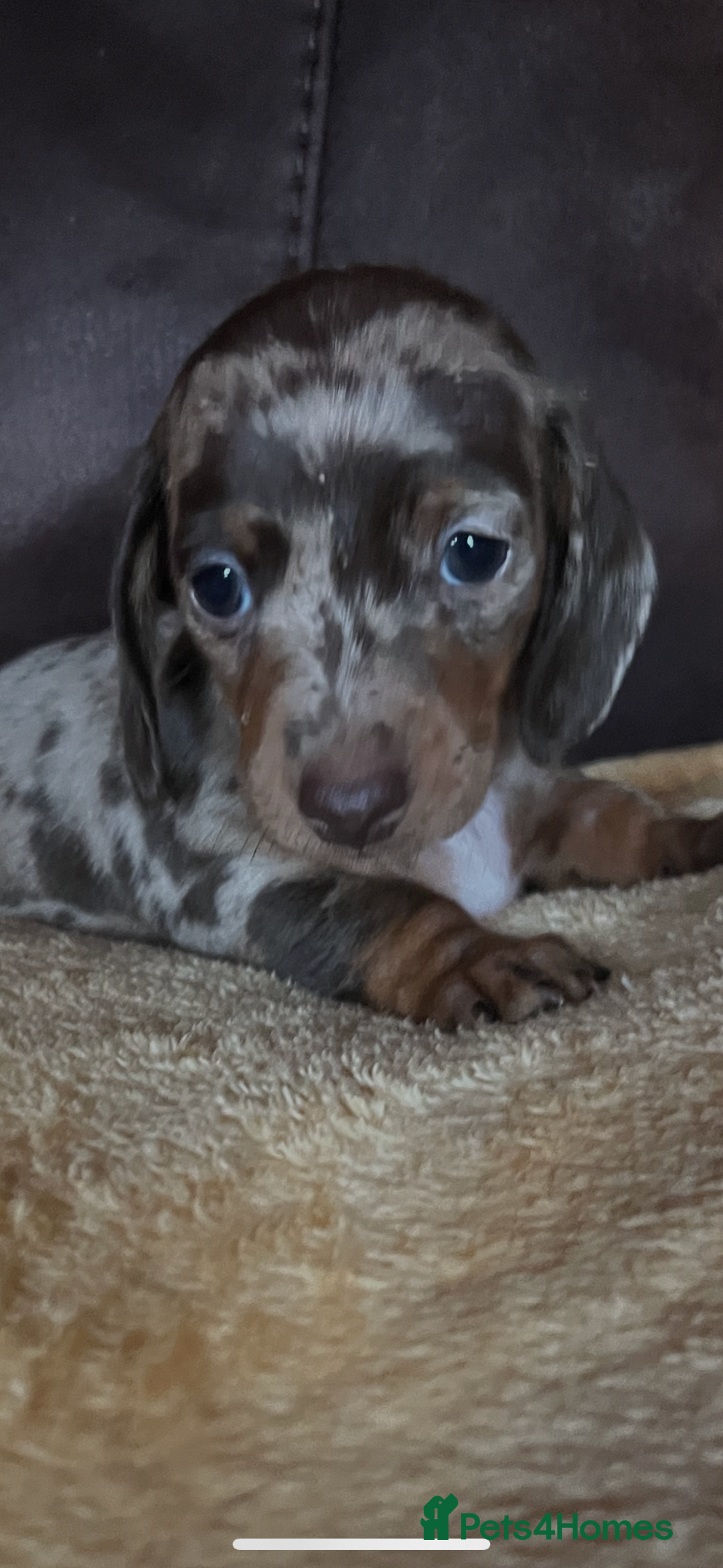 Miniature Dachshund dogs for sale: Miniature Dachshund  - Advert 16