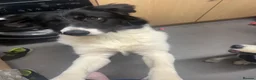 Mixed Breed dogs for sale: Kiara🎀 border collie x  - Advert 4