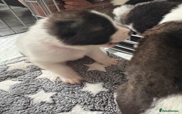 Akita dogs for sale: Akita pups Ready to leave 1st August  in Runcorn - Image 26