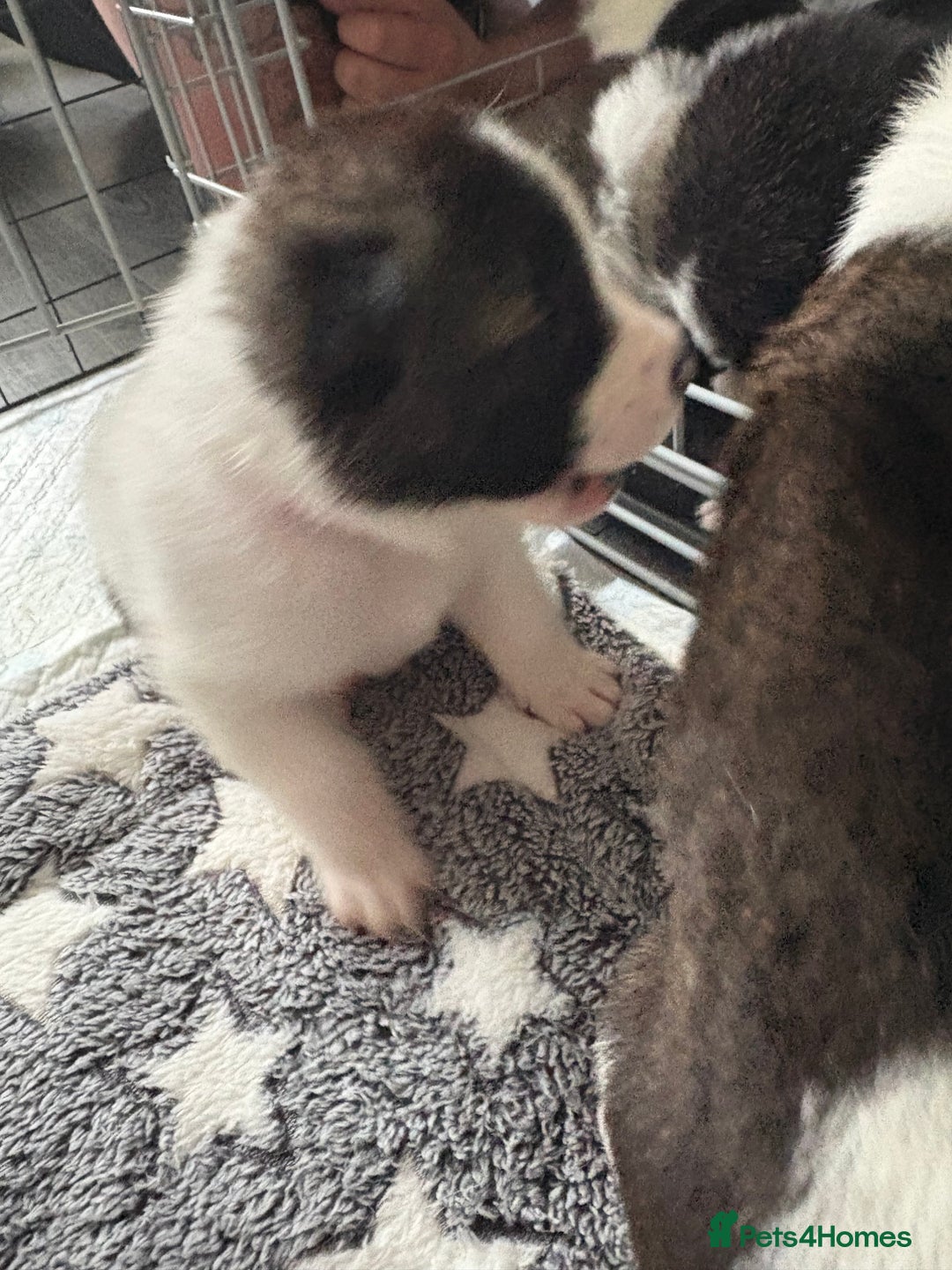 Akita dogs for sale: Akita pups Ready to leave 1st August  in Runcorn - Image 26
