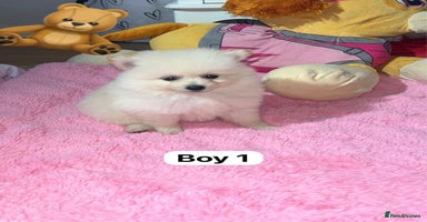 Pomeranian dogs - Advert 8