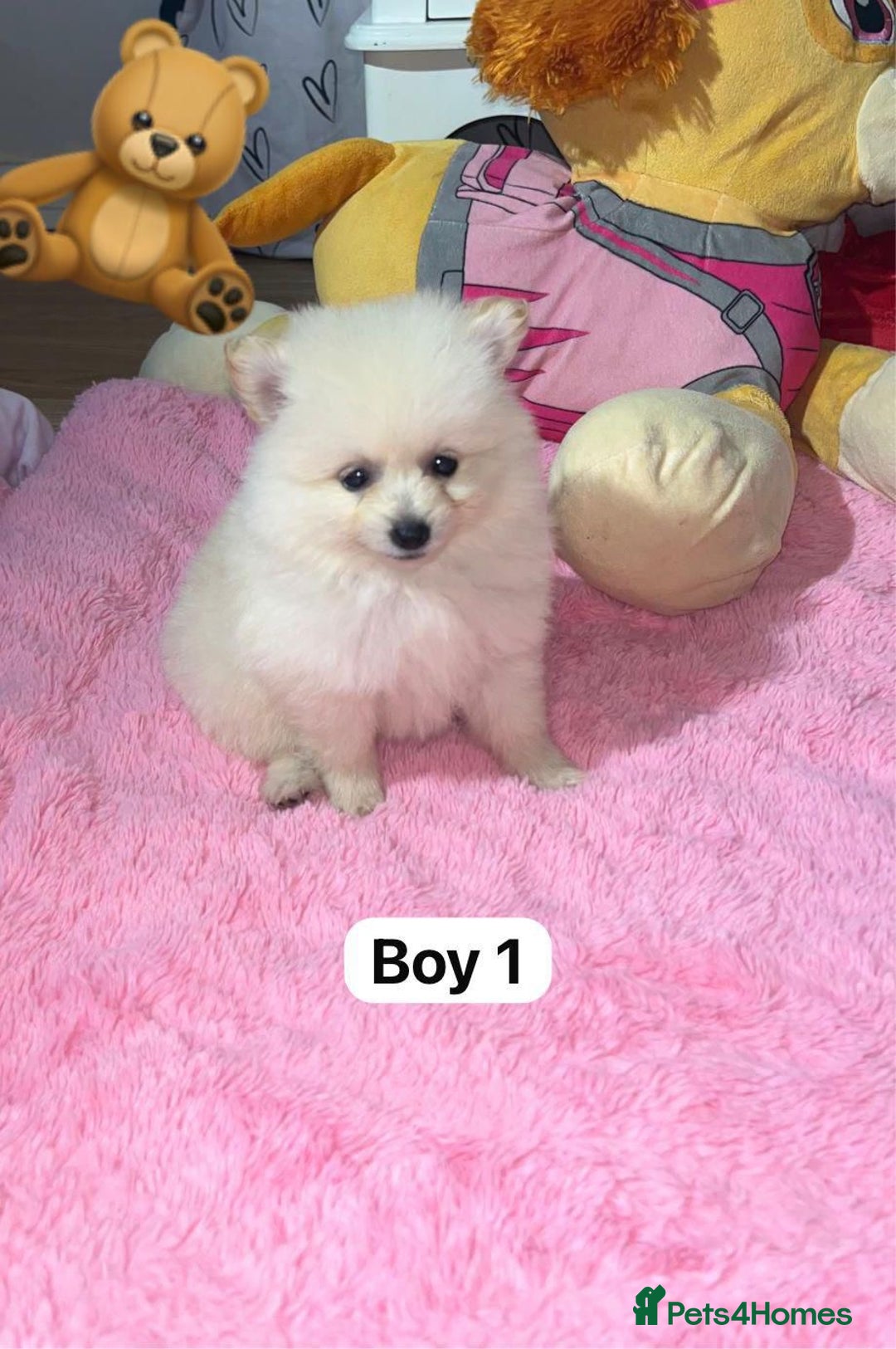 Pomeranian dogs for sale: Beautiful Pomeranian puppy’s  - Image 2