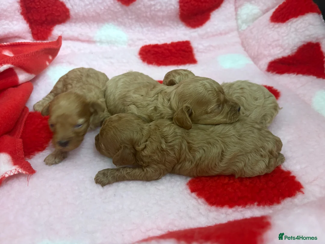 Miniature Poodle dogs for sale: KC Reg Miniature Poodles Puppies  - Advert 1