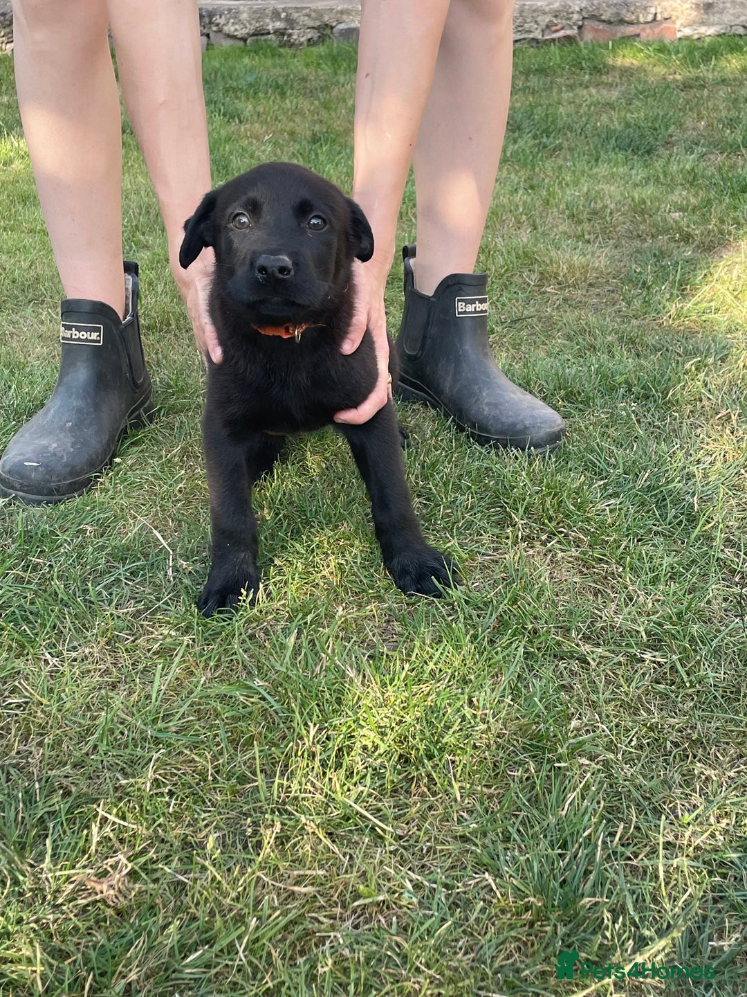 Mixed Breed dogs for sale: Belgium shepherd cross Rottweiler Labrador  - Image 7