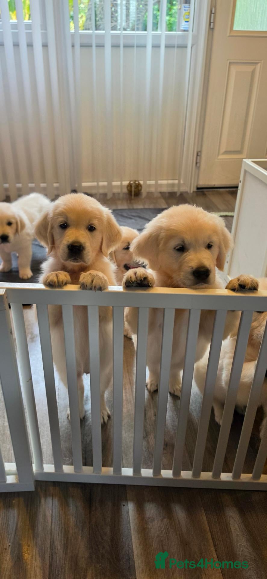 Golden Retriever dogs Amazing pure withe Golden retriever puppies - Advert 3