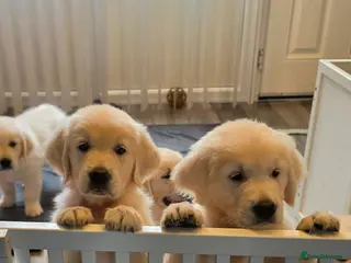 Golden Retriever dogs Amazing pure withe Golden retriever puppies - Advert 3