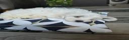 Maltipoo dogs for sale: Beautiful Maltipoo Girls – Ready Now 🩷🐾 - Advert 5