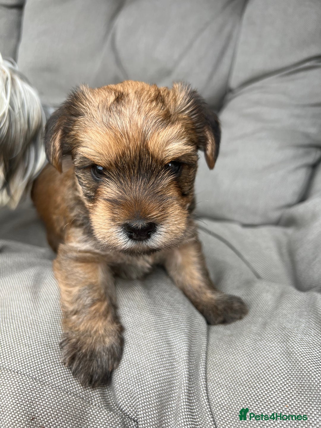 Yorkshire Terrier dogs for sale: Beautiful Chocolate Orange Yorkshire Terriers - Image 11