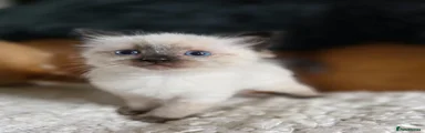 Ragdoll 3