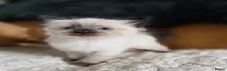 Ragdoll cats for sale: Gorgeous Ragdoll Kittens - Advert 8