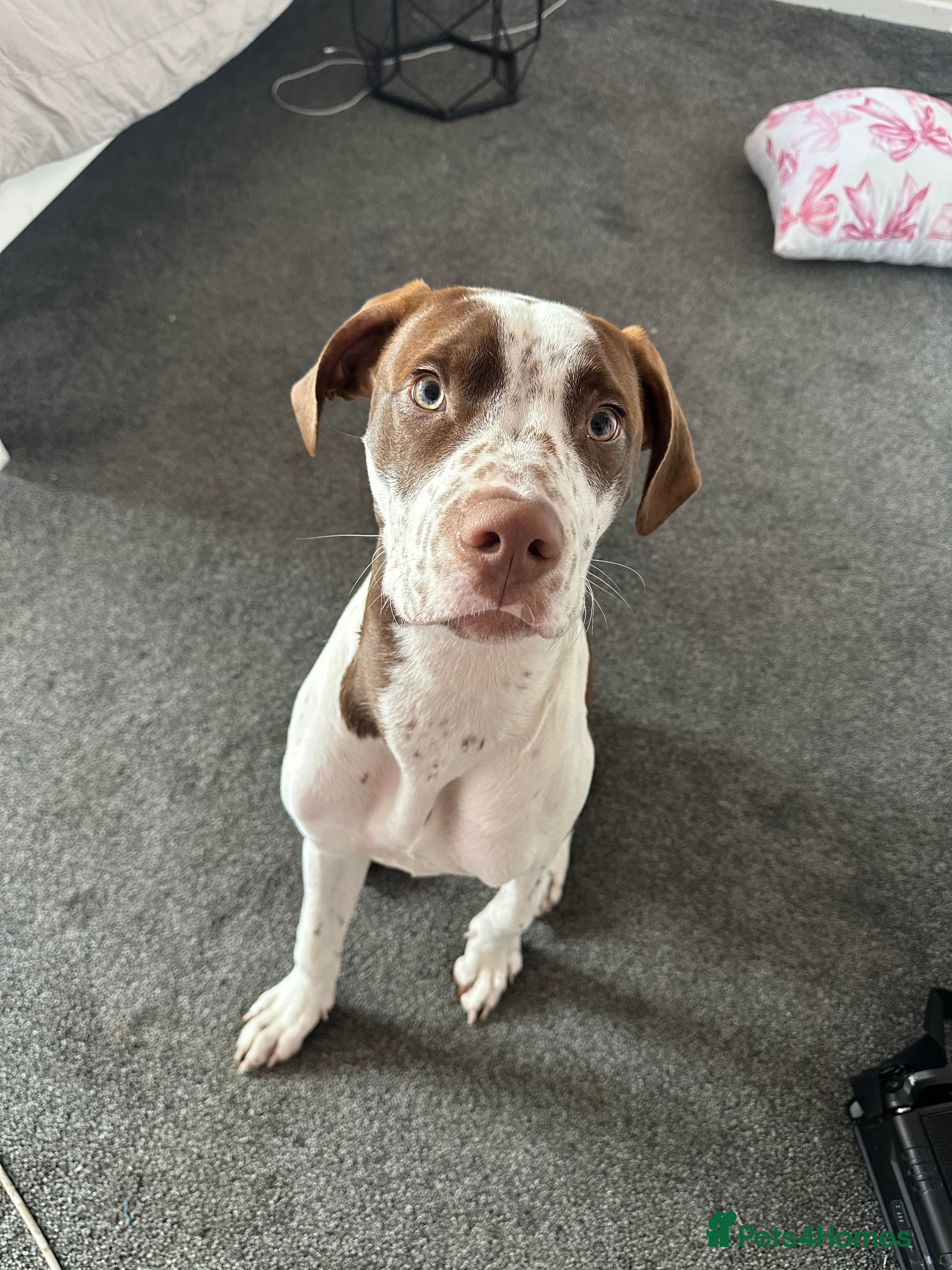 Mixed Breed dogs boy for sale  - Advert 1