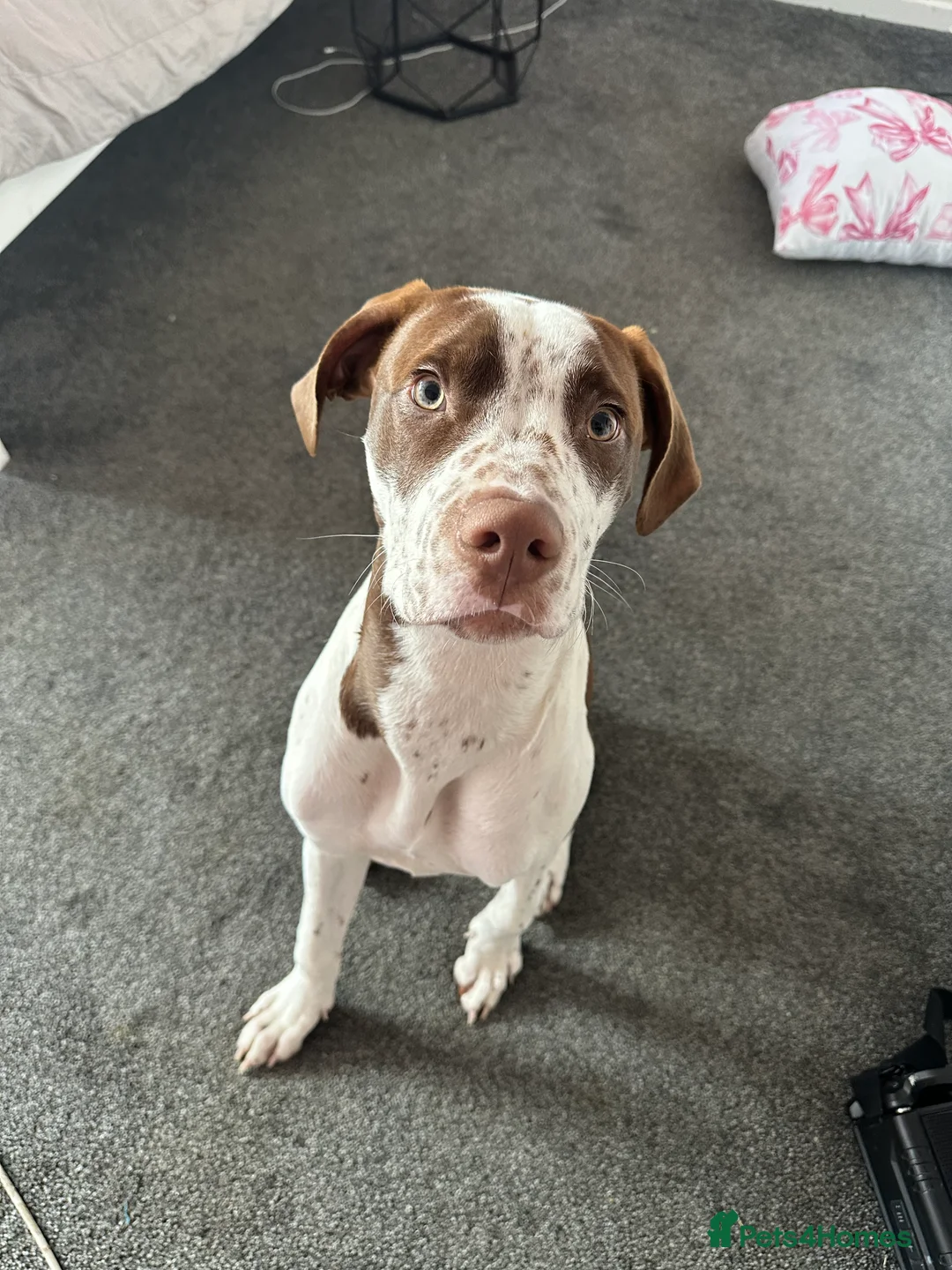 Mixed Breed dogs for sale: boy for sale  - Advert 1