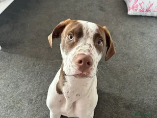 Mixed Breed dogs boy for sale - Advert 1