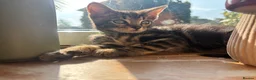 Mixed Breed cats for sale: Adorable kittens for sale  - Advert 2