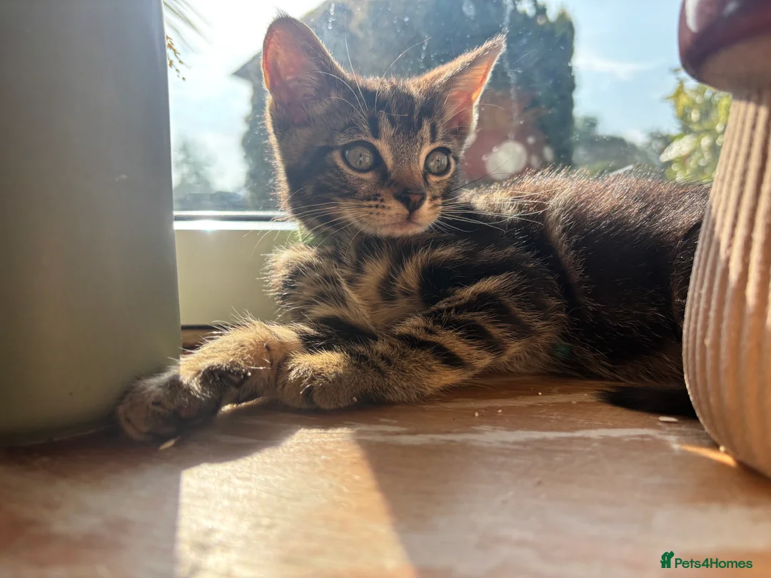Mixed Breed cats for sale: Adorable kittens for sale  - Advert 2